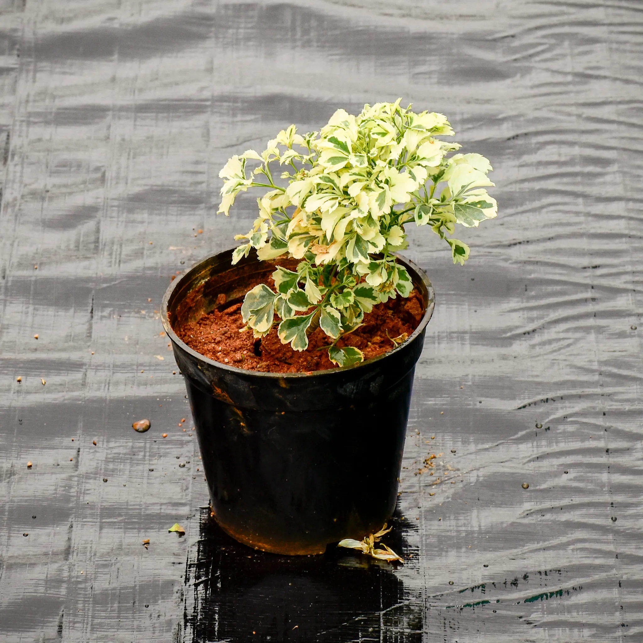 Aralia White in 5 Inch Nursery Pot