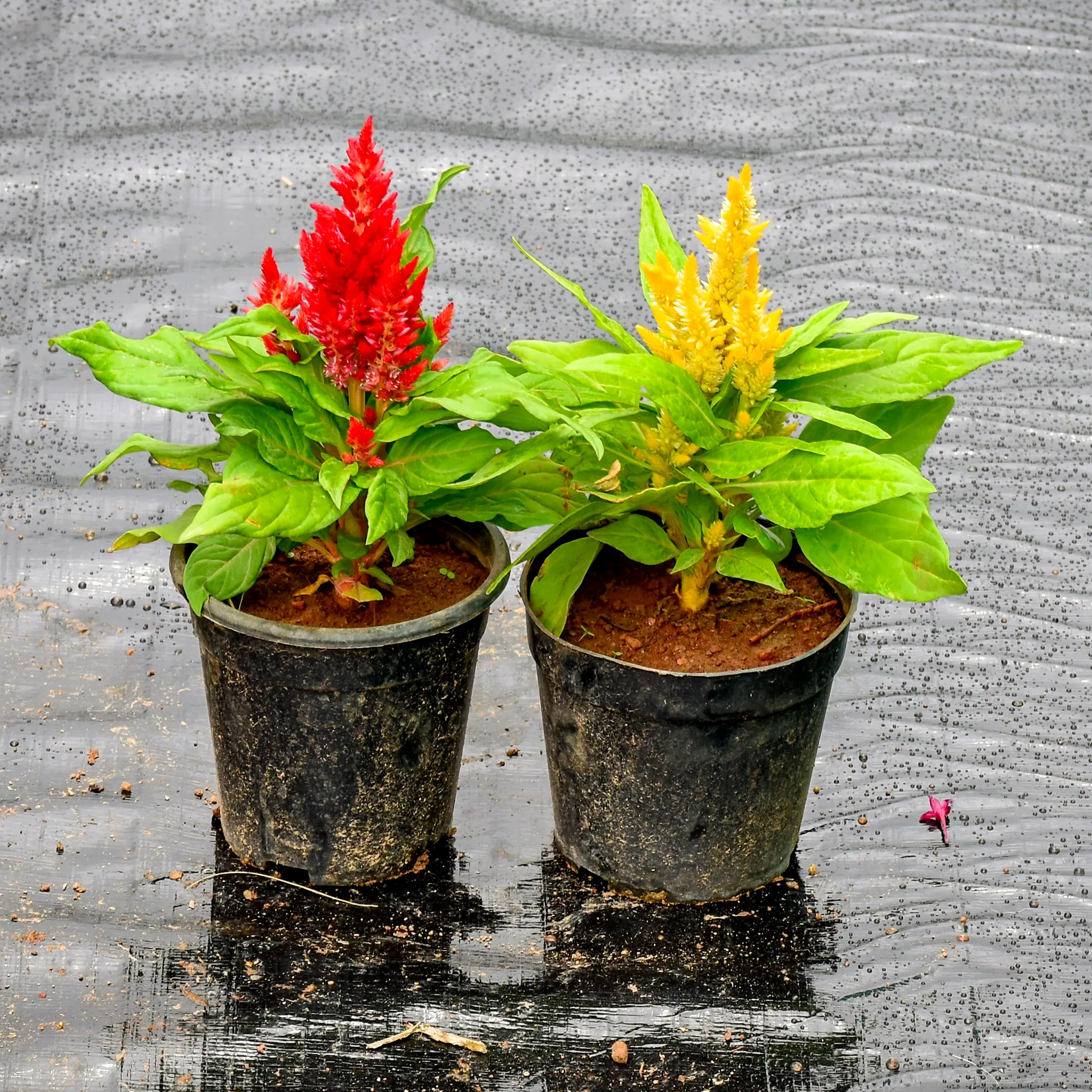 Set Of 2 - Celosia / Cockscomb (Red & Yellow) in 4 Inch Nursery Pot