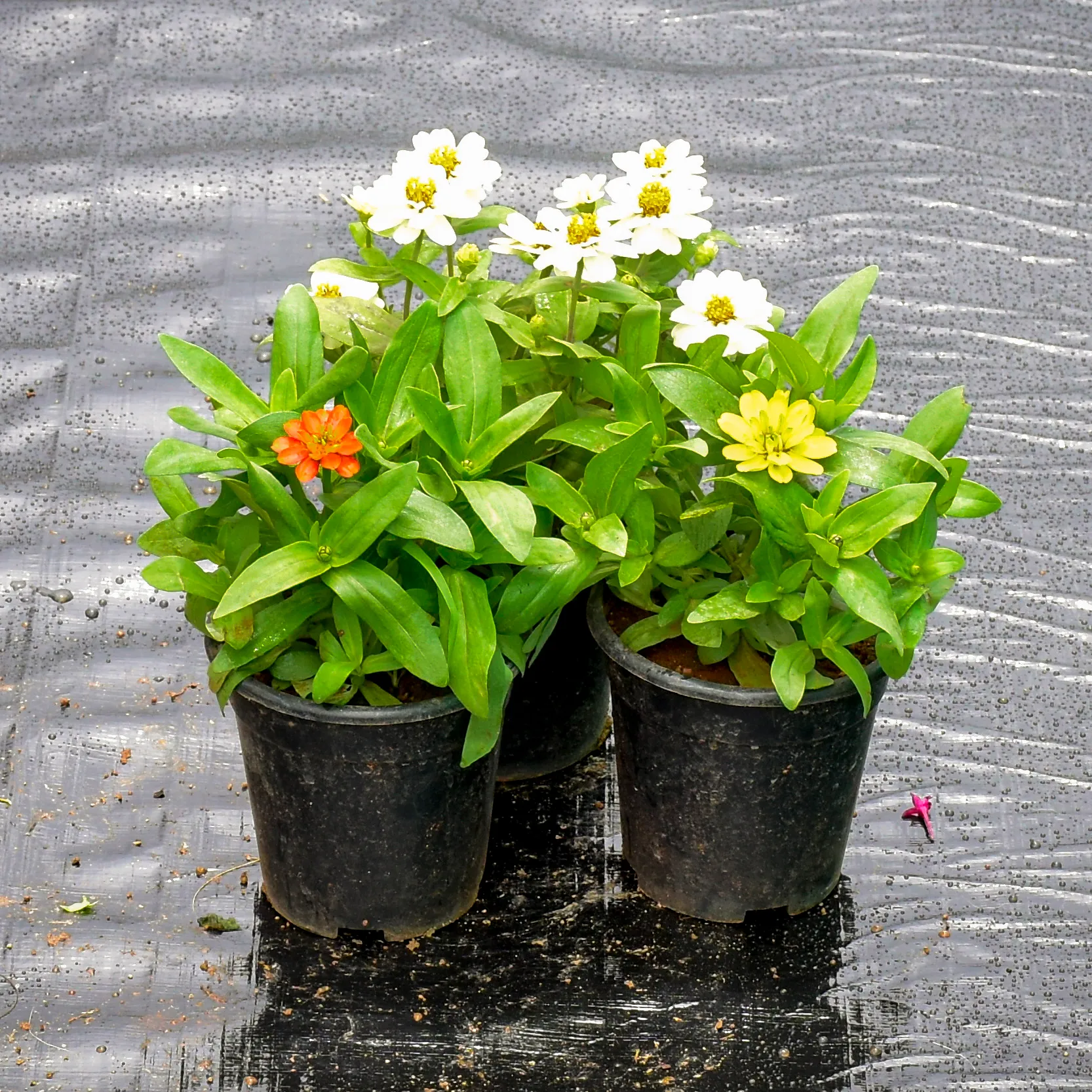 Set Of 3 - Zinnia (Any Colour) in 5 Inch Nursery Pot