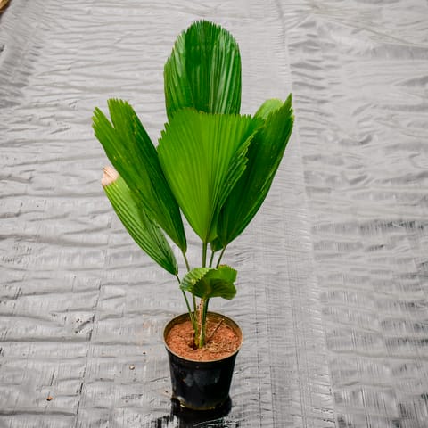 Table Palm in 6 Inch Nursery Pot