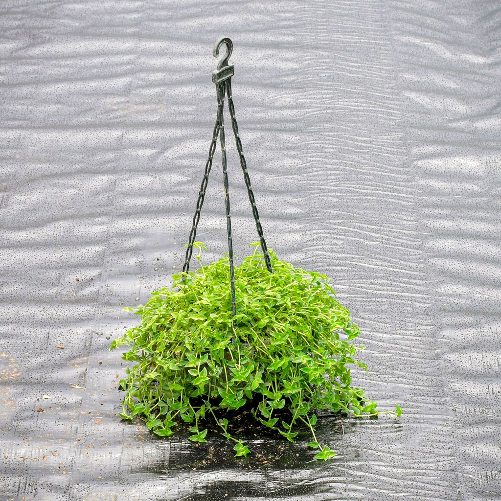 Buy Turtle Vine Green in 6 Inch Hanging Pot Online | Urvann.com Turtle Vine Green in 6 Inch Hanging Pot
