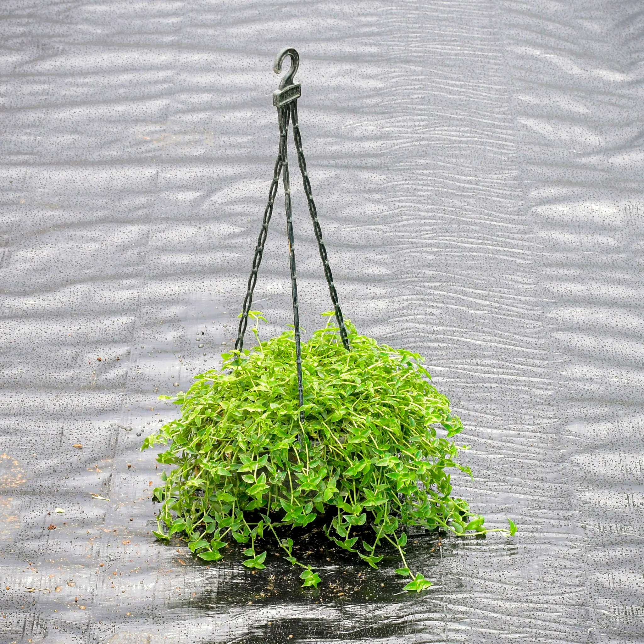 Turtle Vine Green in 6 Inch Hanging Pot