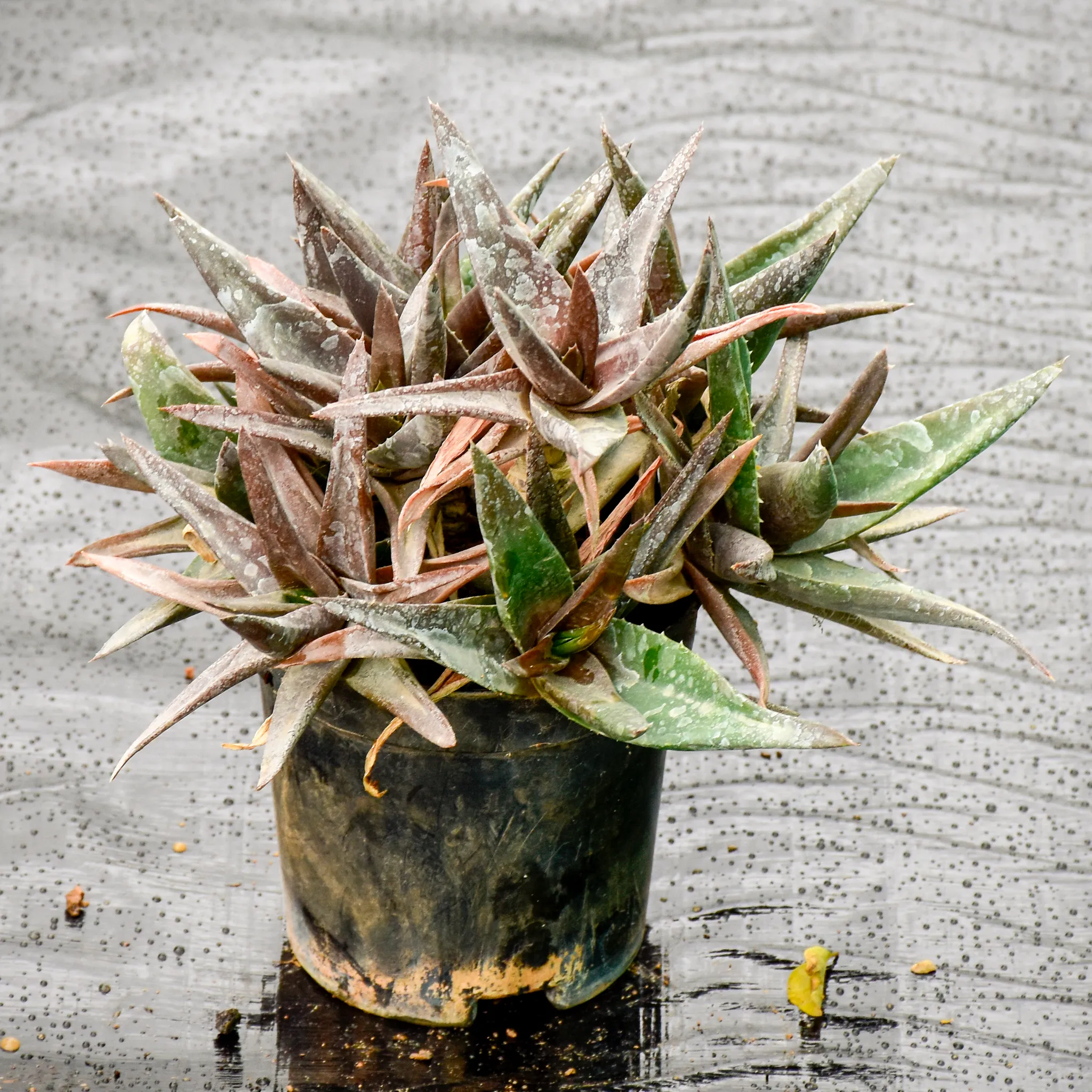 Gasteria Succulent in 4 Inch Nursery Pot