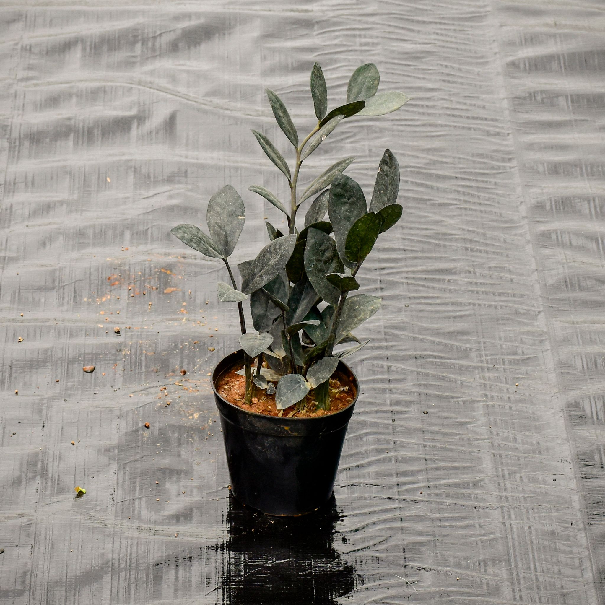 Zz Black in 5 Inch Nursery Pot