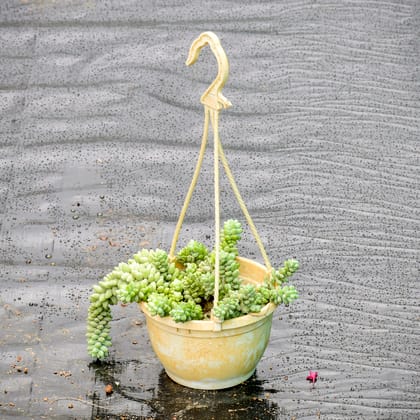 Buy Burro'S Tail Succulent in 5 Inch Hanging Pot Online | Urvann.com
