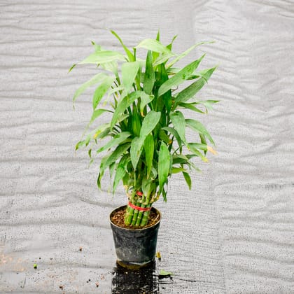 Buy Lucky Bamboo in 4 Inch Nursery Pot Online | Urvann.com