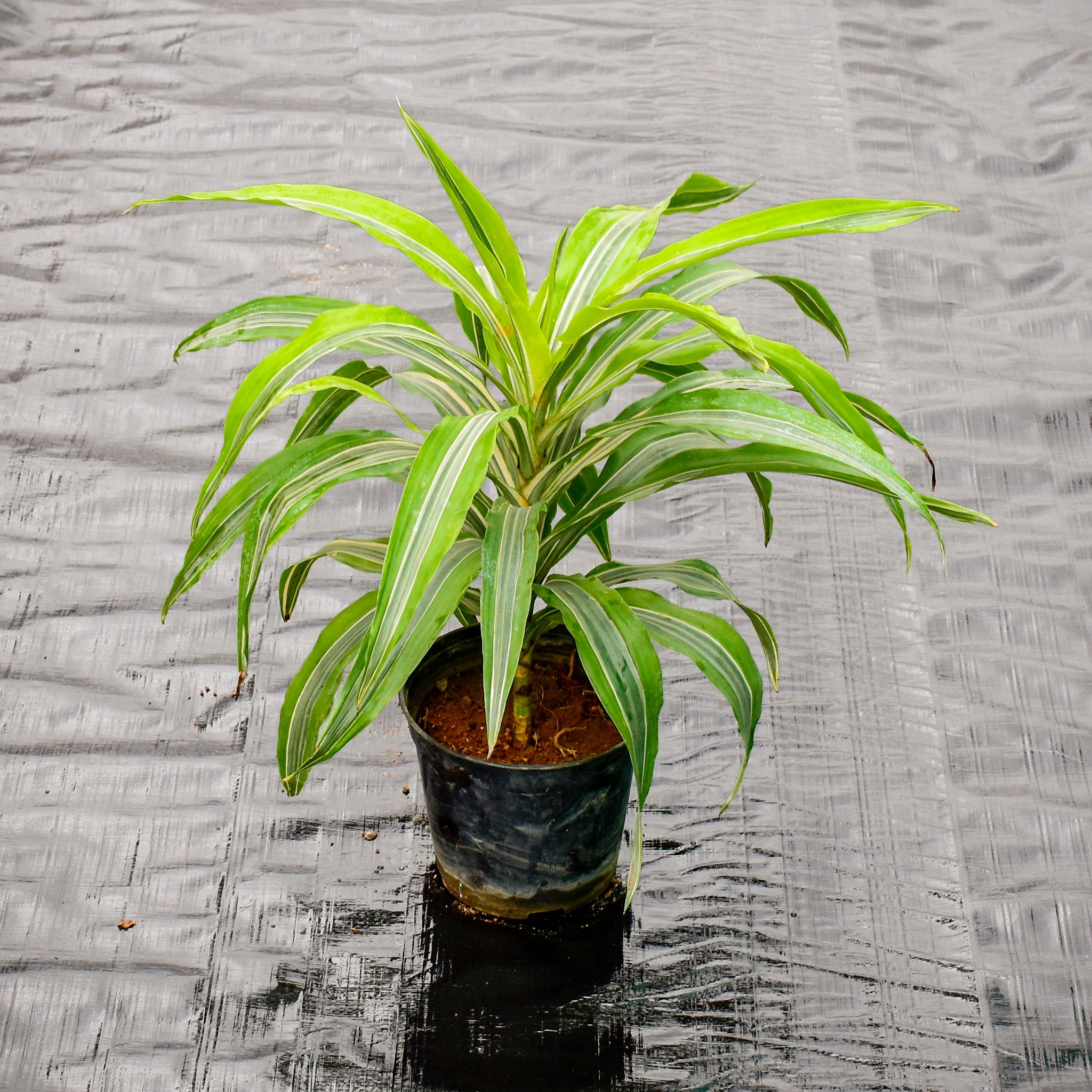 Dracaena Variegated in 5 Inch Nursery Pot
