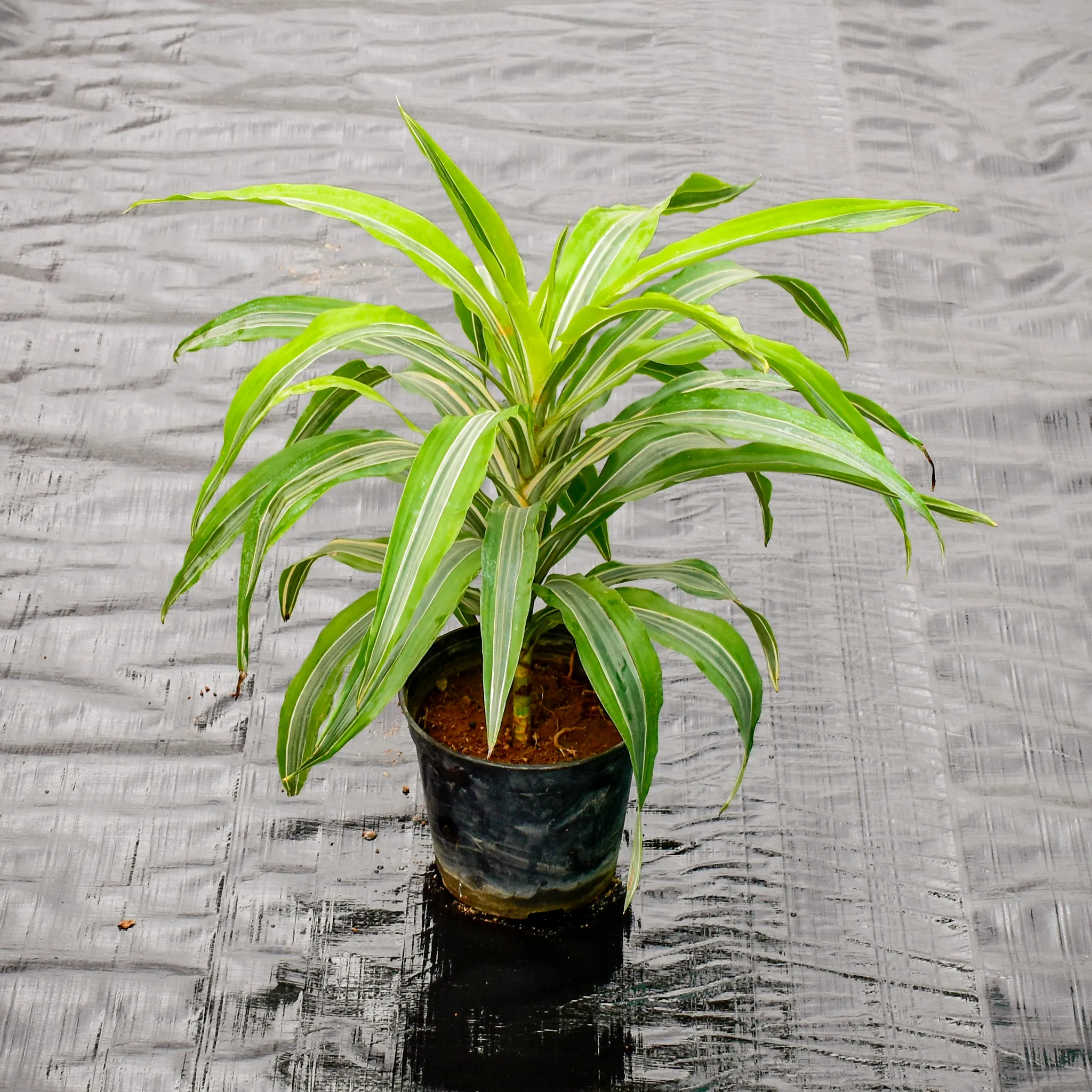 Dracaena Variegated in 5 Inch Nursery Pot