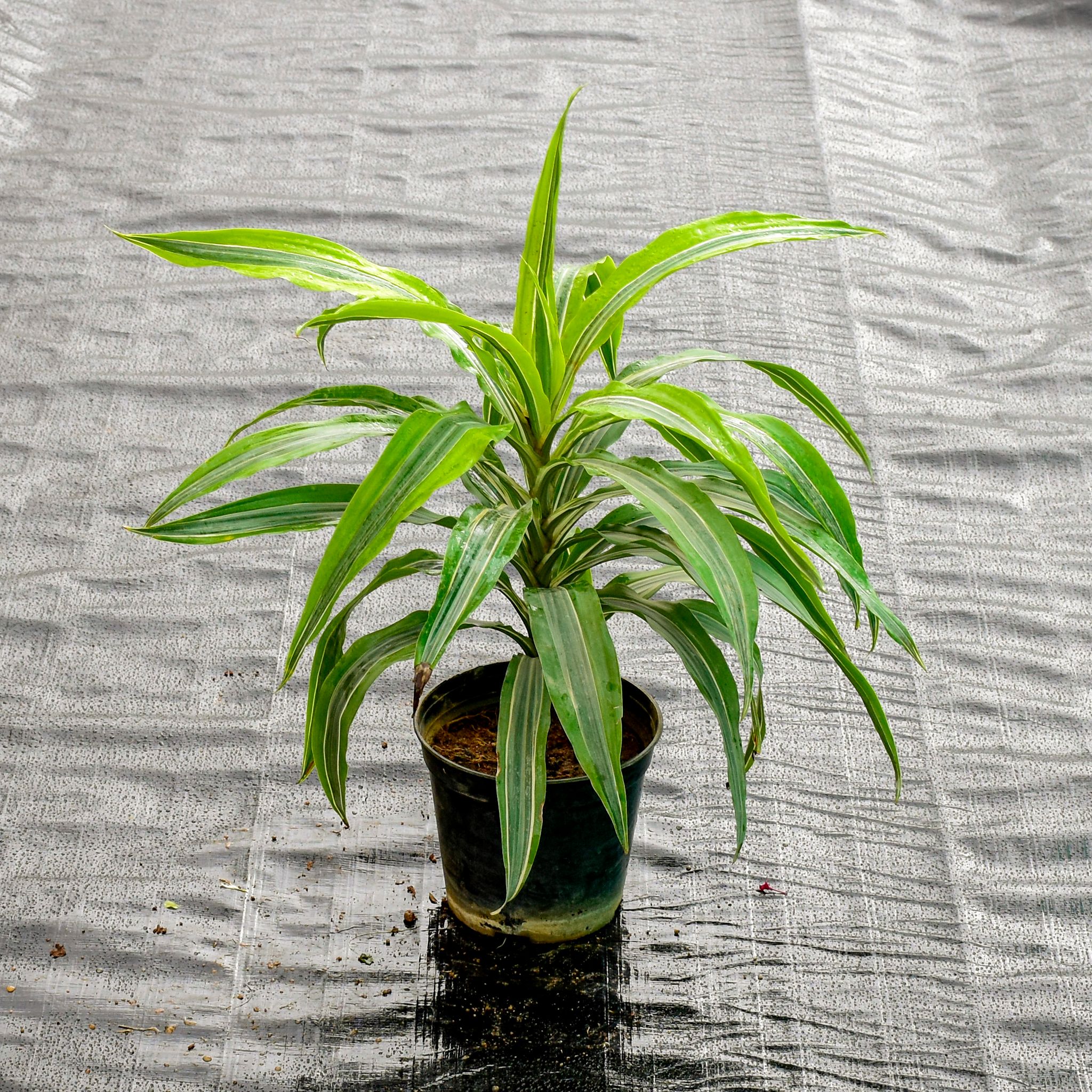 Dracaena Variegated in 6 Inch Nursery Pot