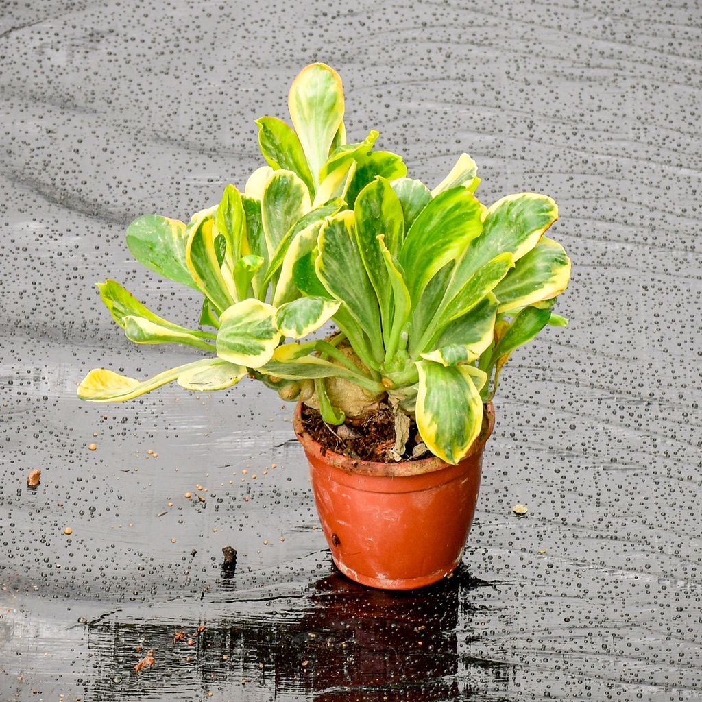 Buy Euphorbia Unispina in 3 Inch Nursery Pot Online | Urvann.com Euphorbia Unispina in 3 Inch Nursery Pot