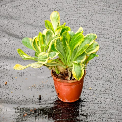 Euphorbia Unispina in 3 Inch Nursery Pot