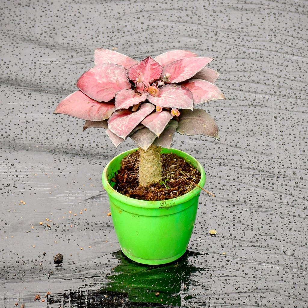 Buy Euphorbia Red in 3 Inch Nursery Pot Online | Urvann.com Euphorbia Red in 3 Inch Nursery Pot