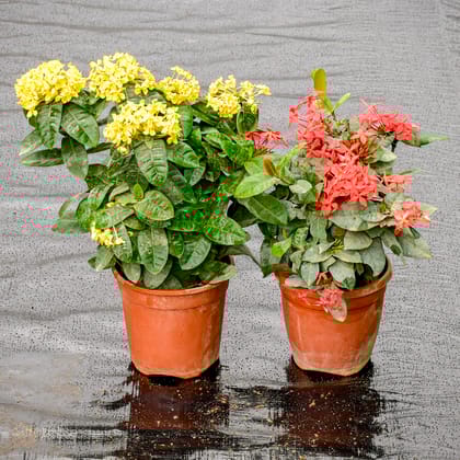 Buy Set Of 2 - Ixora (Red & Yelllow) in 5 Inch Nursery Pot Online | Urvann.com