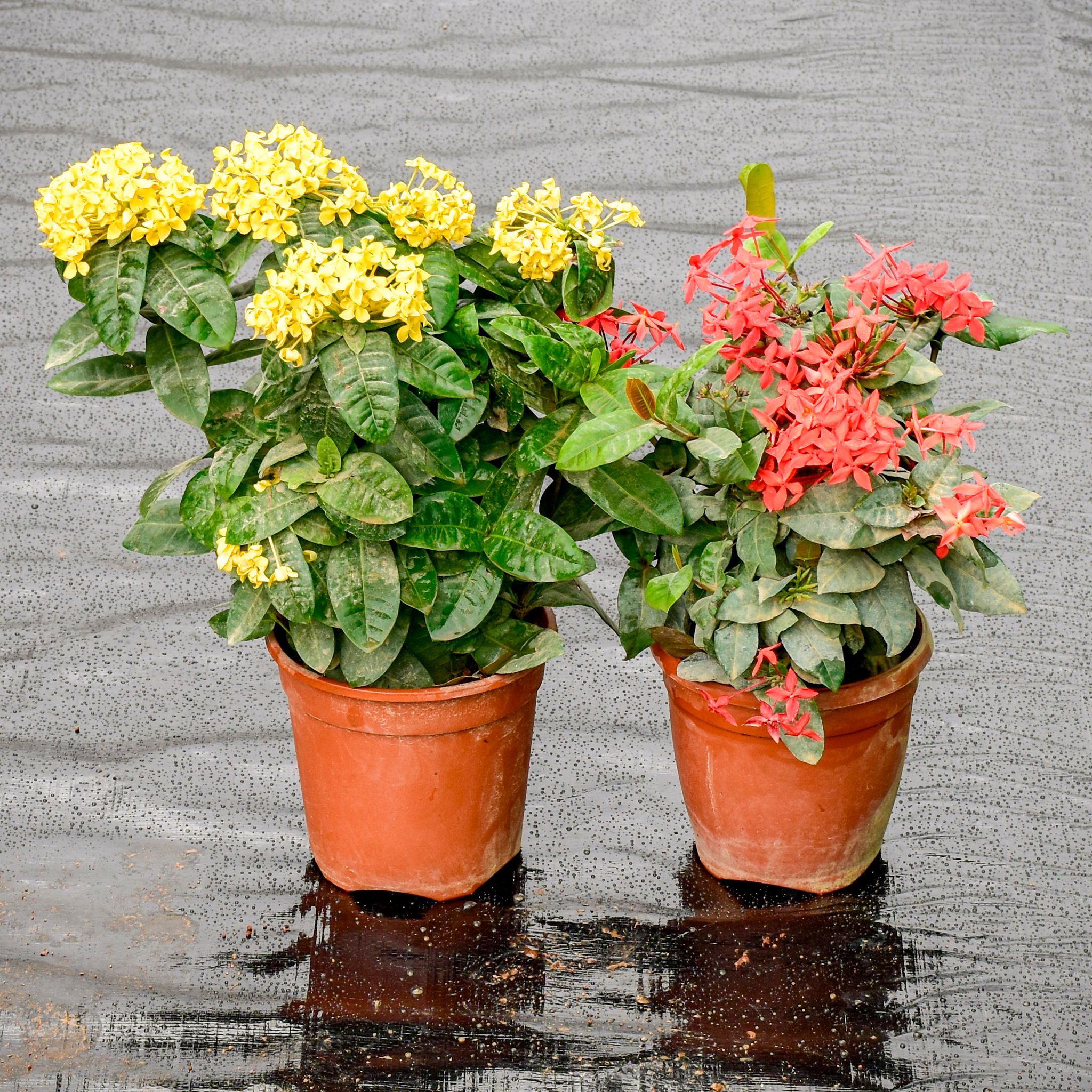 Set Of 2 - Ixora (Red & Yelllow) in 5 Inch Nursery Pot