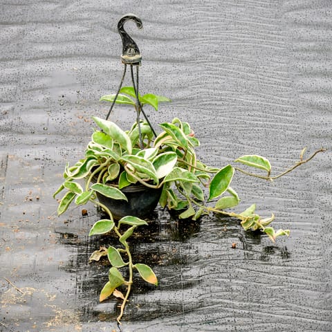 Hoya Carnosa in 4 Inch Hanging Pot