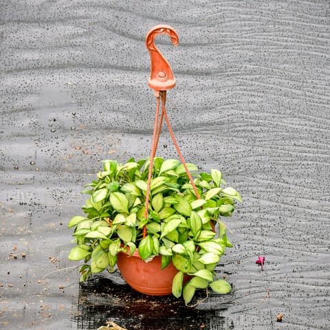 Dischidia Variegated in 4 Inch Hanging Pot