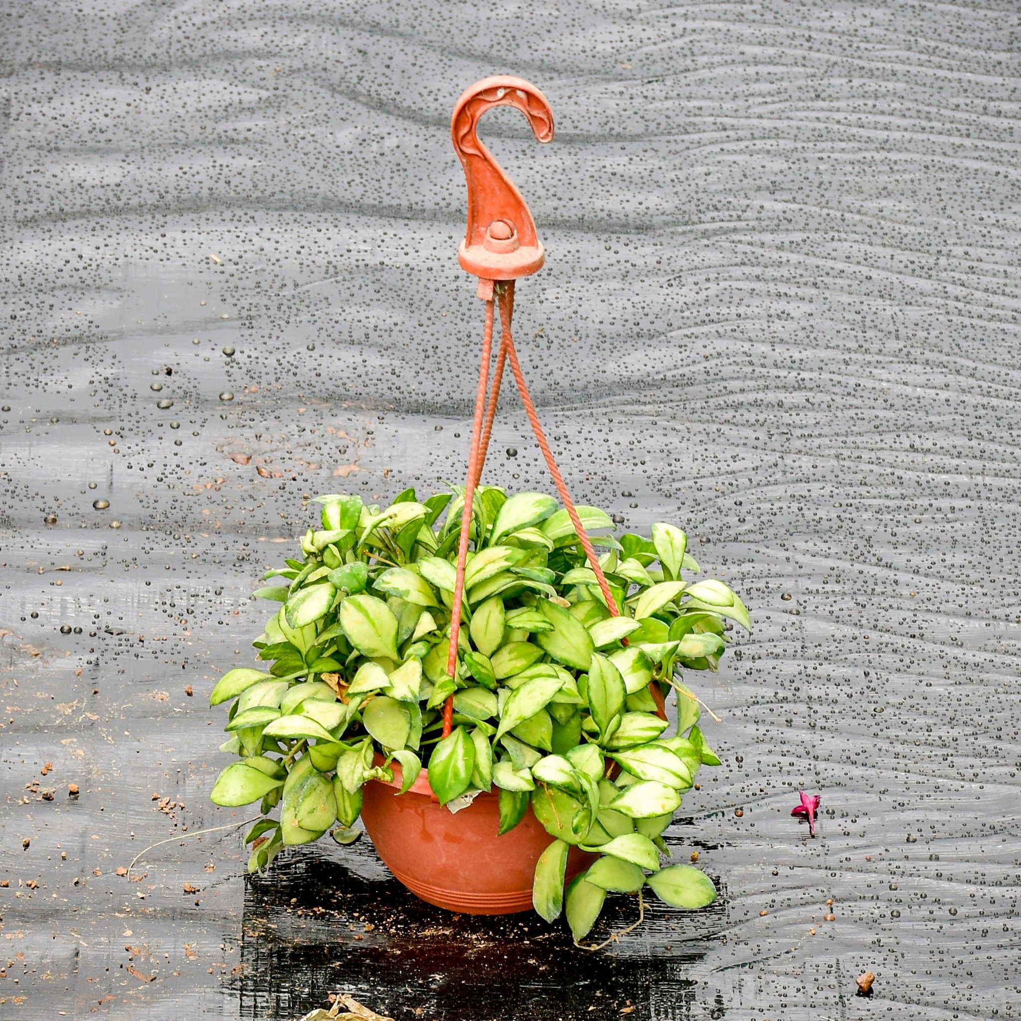Dischidia Variegated in 4 Inch Hanging Pot