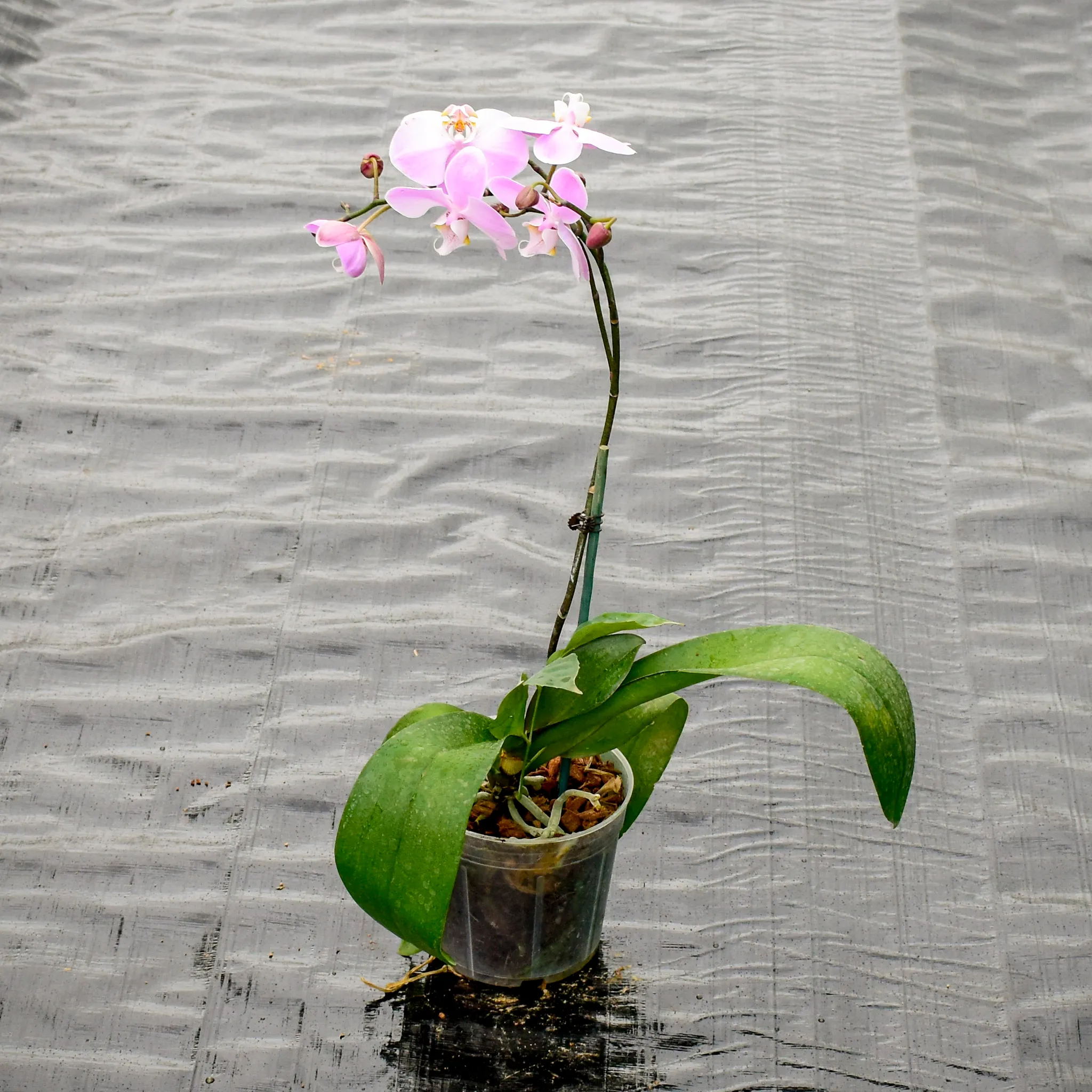 Ground Orchid Pink in 4 Inch Nursery Pot