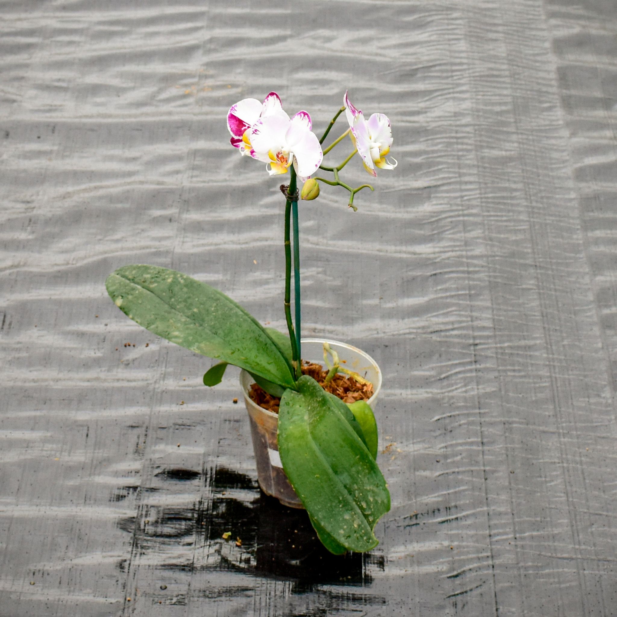Ground Orchid (Any Colour) in 4 Inch Nursery Pot