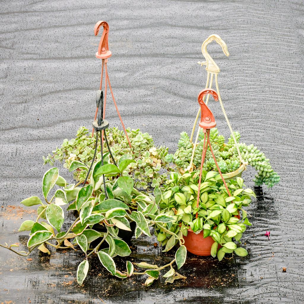 Buy Set Of 4 - Burro'S Tail Succulent, Dischidia Variegated, Hoya Carnosa & Jade Variegated in 4 Inch Hanging Pot Online | Urvann.com Set Of 4 - Burro'S Tail Succulent, Dischidia Variegated, Hoya Carnosa & Jade Variegated in 4 Inch Hanging Pot