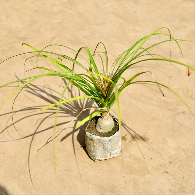 Nolina / Lolina Palm in 4 Inch Nursery Bag Nolina / Lolina Palm in 4 Inch Nursery Bag