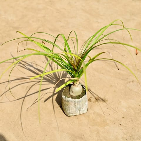 Nolina / Lolina Palm in 4 Inch Nursery Bag