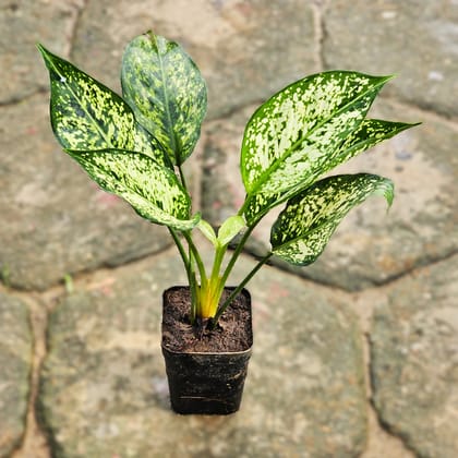 Buy Aglaonema Snow White in 3 Inch Nursery Pot Online | Urvann.com