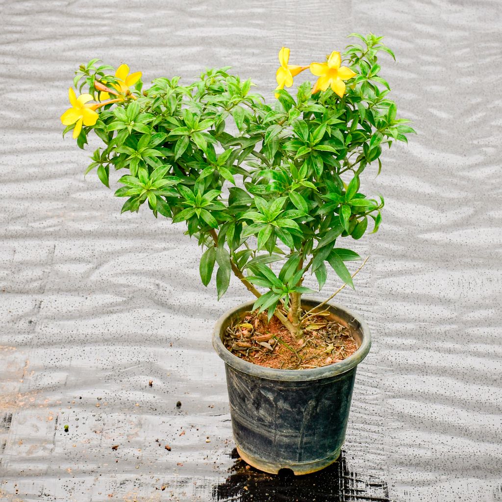 Buy Allamanda Dwarf Yellow in 7 Inch Nursery Pot Online | Urvann.com Allamanda Dwarf Yellow in 7 Inch Nursery Pot