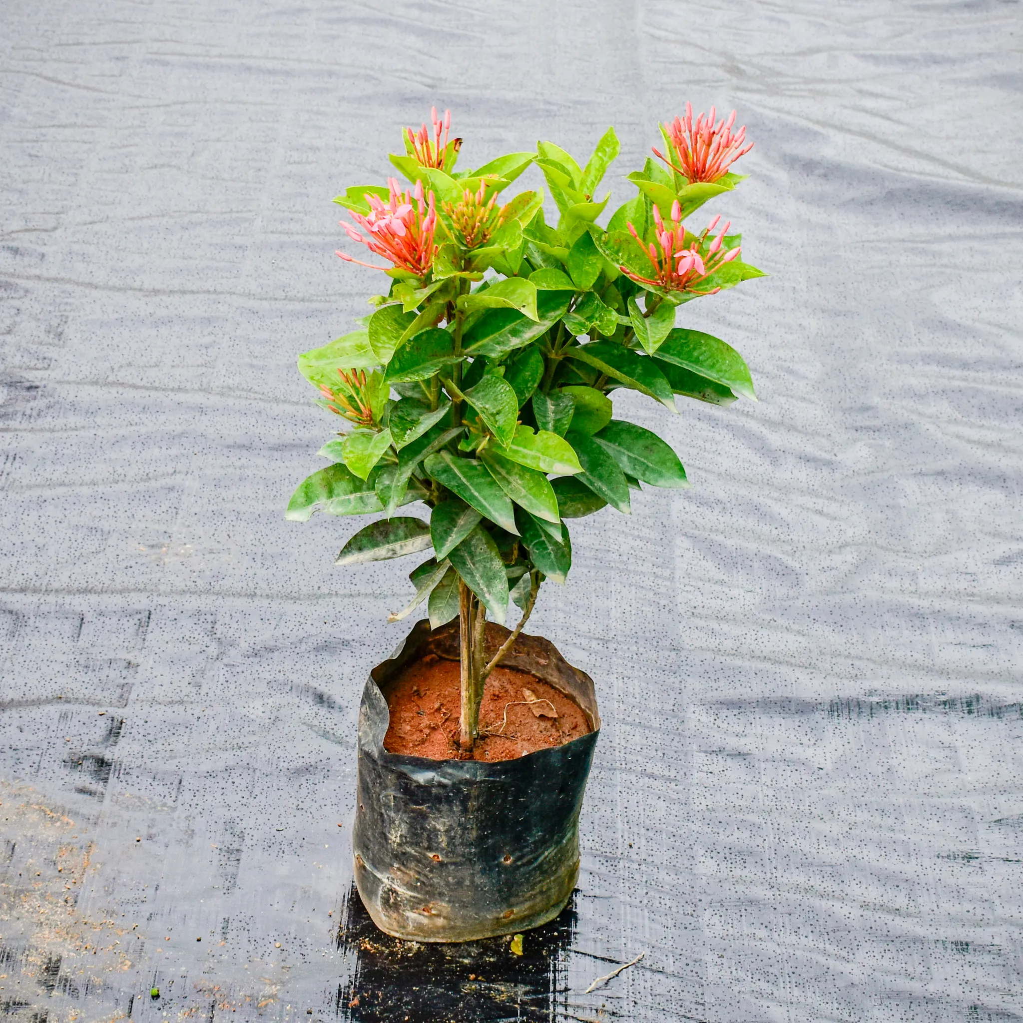 Ixora Pink in 7 Inch Nursery Bag