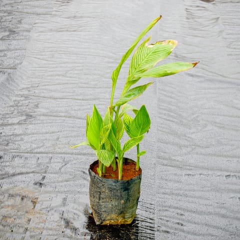 Canna Lily Vareigated (any colour) in 8 inch Nursery Bag