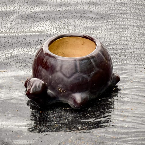 6 Inch Tortoise Designer Ceramic Pot (any colour)