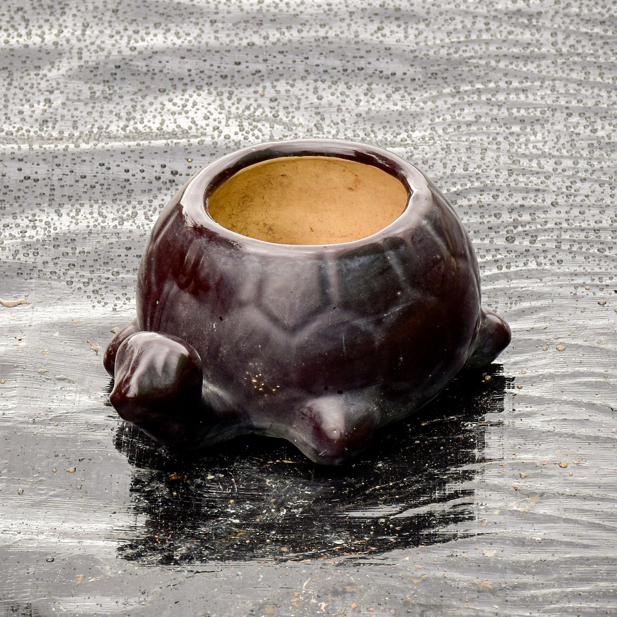 6 Inch Tortoise Designer Ceramic Pot (any colour)