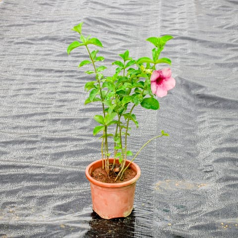 Allamanda Bel Pink in 7 Inch Nursery Pot