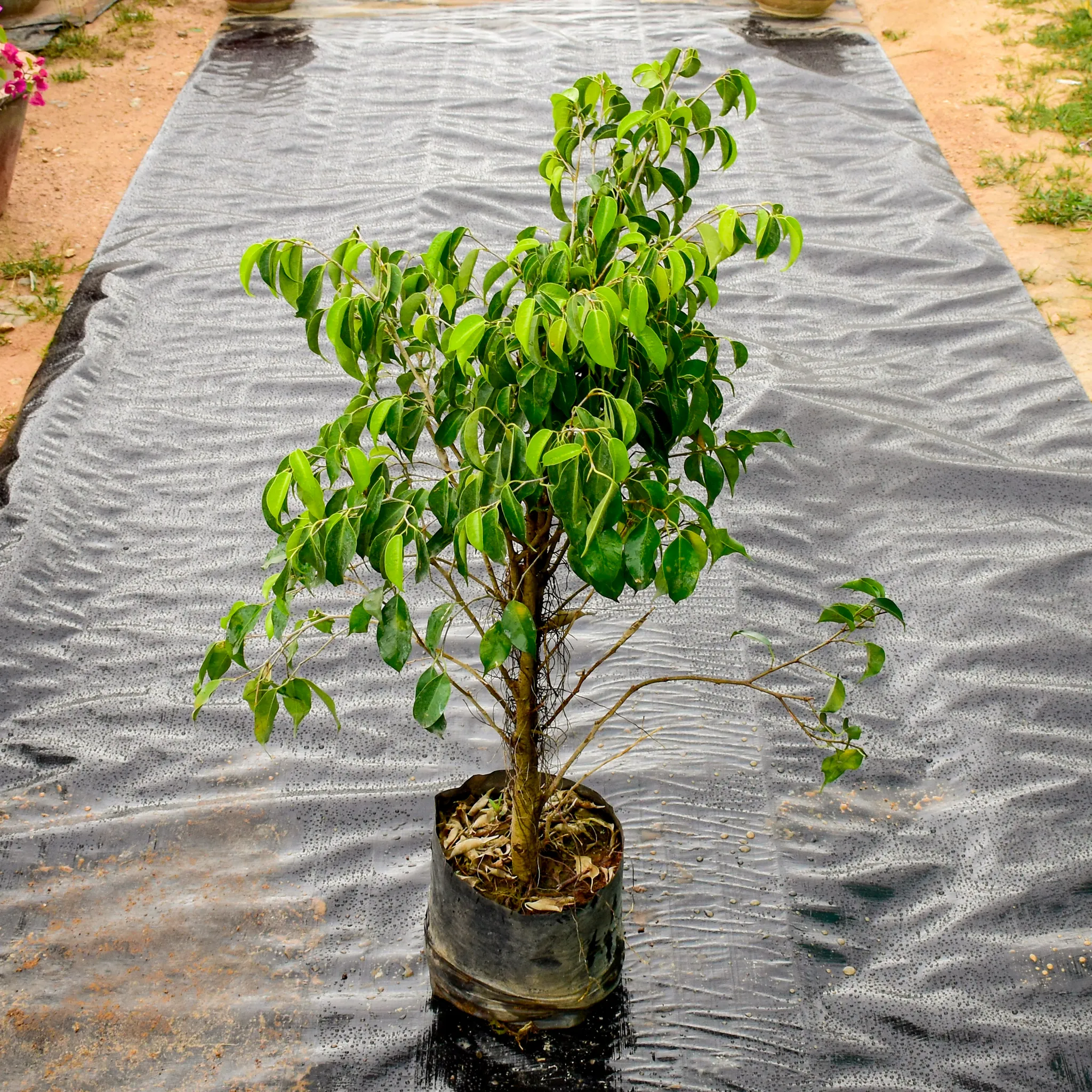Ficus Black (~ 2 Ft) in 8 inch Nursery Bag