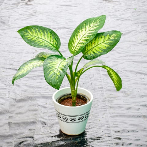 Dieffenbachia Seguine in 10 Inch Classy White Glass Ceramic Pot (any design)