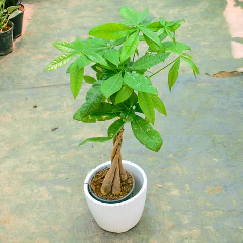 Free Next Day Delivery | Pachera / Money Tree in 8 Inch Classy White ...