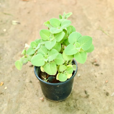 Ajwain in 4 Inch Nursery Pot
