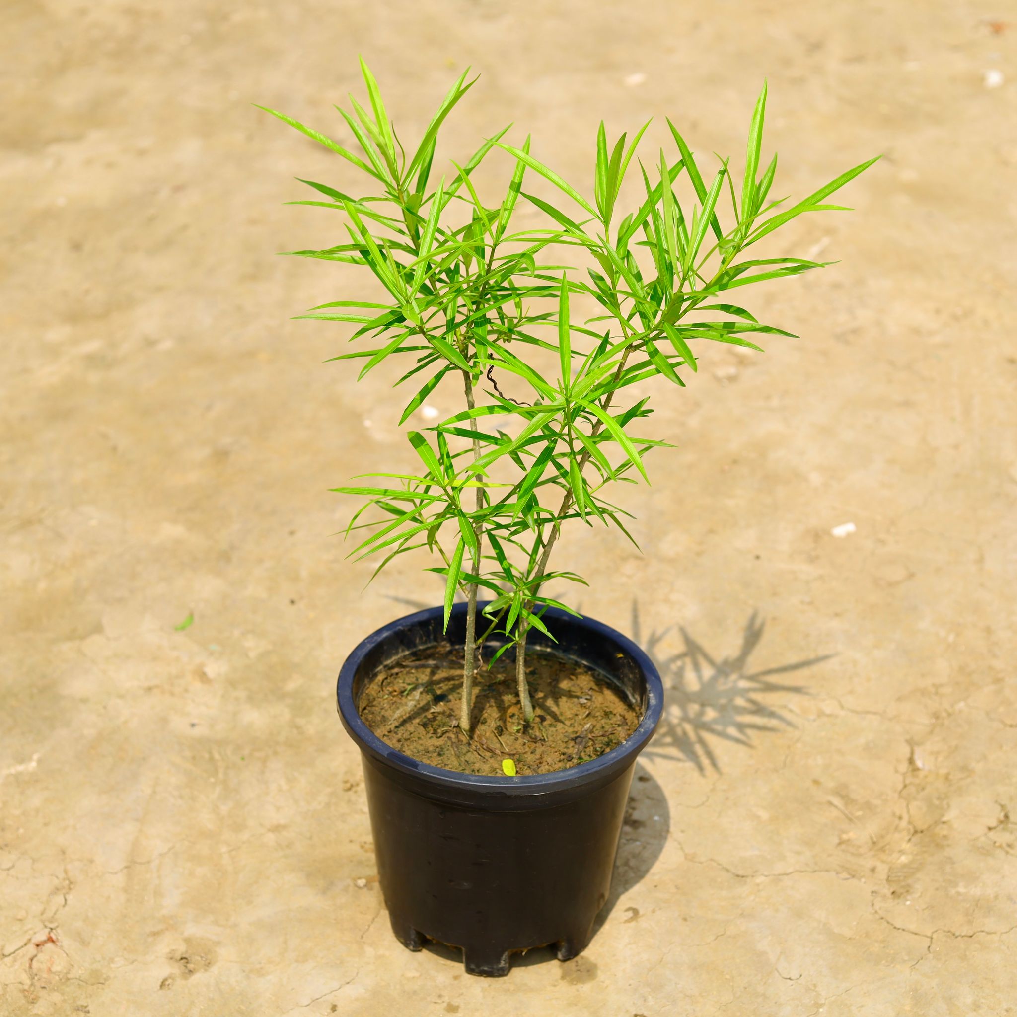 Kaner / Oleander Red in 10 Inch Nursery Pot
