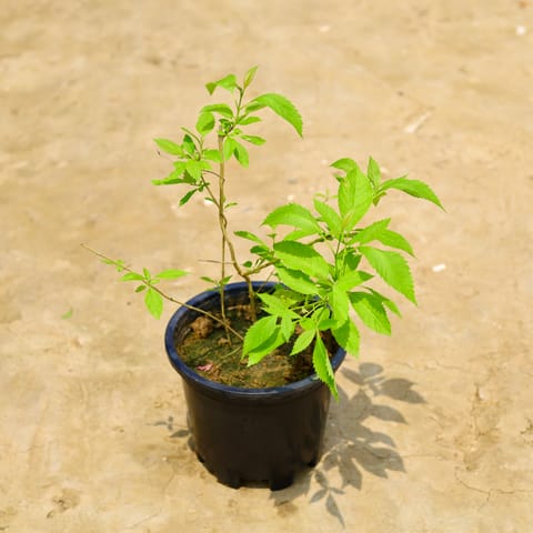 Tecoma Gori Chori (Any Colour) in 10 Inch Nursery Pot