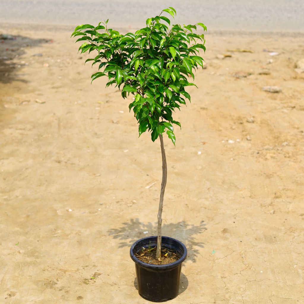 Buy Benjamina in 10 Inch Nursery Pot Online | Urvann.com Ficus Benjamina in 10 Inch Nursery Pot