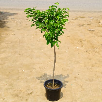 Buy Benjamina in 10 Inch Nursery Pot Online | Urvann.com
