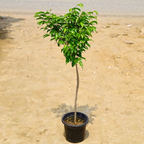 Ficus Benjamina in 10 Inch Nursery Pot