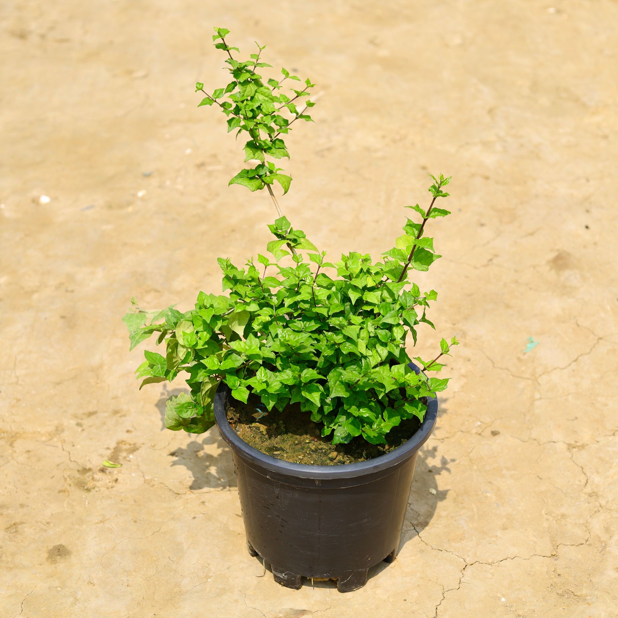 Tara in 10 Inch Nursery Pot