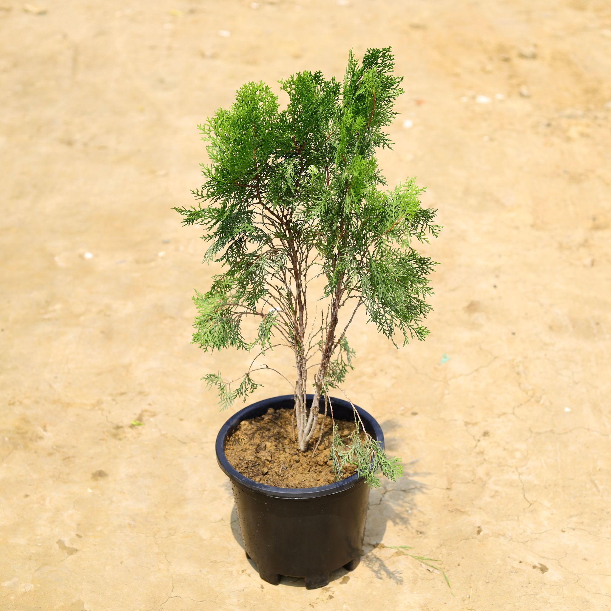 Morpankhi English in 10 Inch Nursery Pot