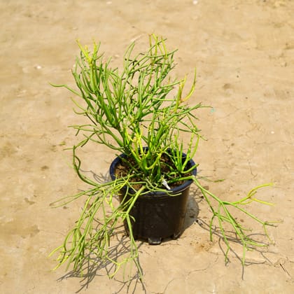 Buy Pencil Cactus in 10 Inch Nursery Pot Online | Urvann.com