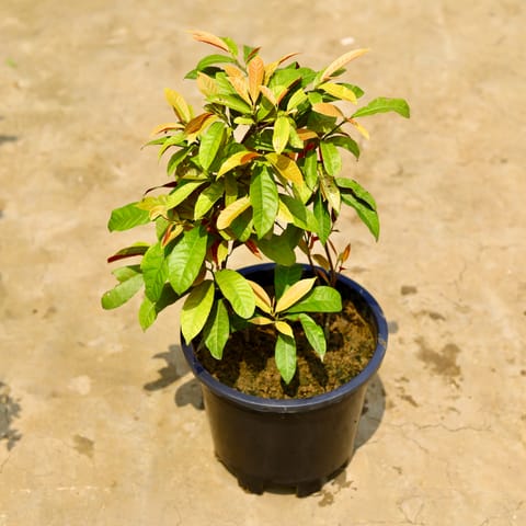 Laila Majnu / Excoecaria in 10 Inch Nursery Pot