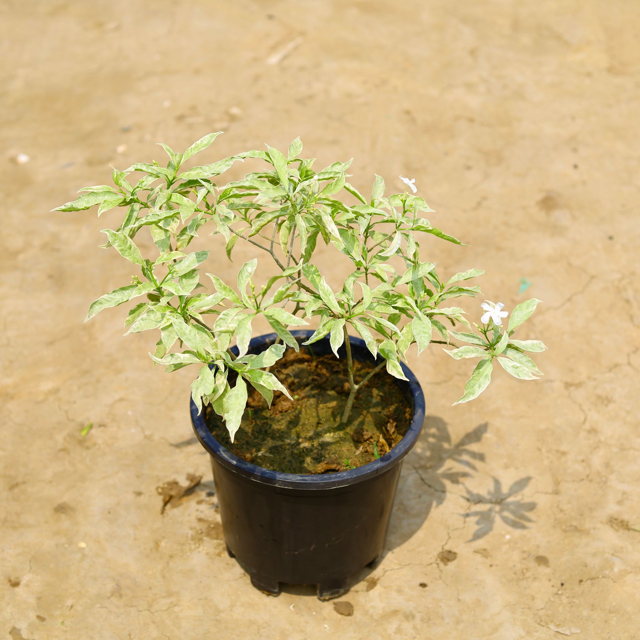 Chandni White Leaf in 10 Inch Nursery Pot