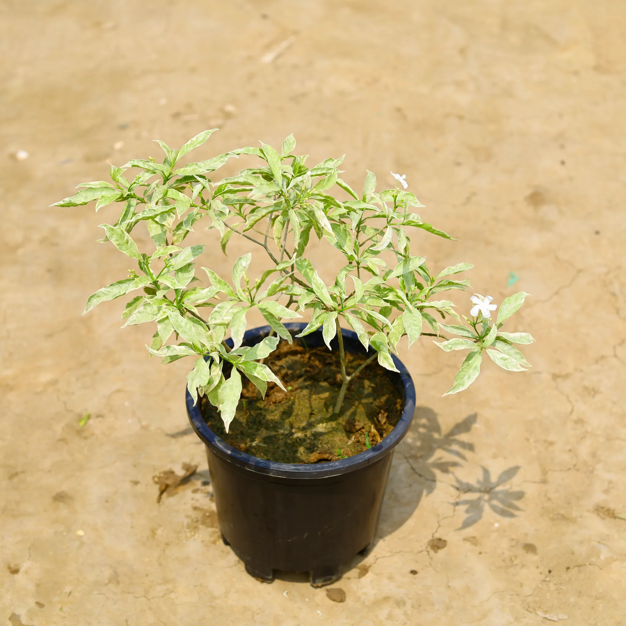 Chandni White Leaf in 10 Inch Nursery Pot