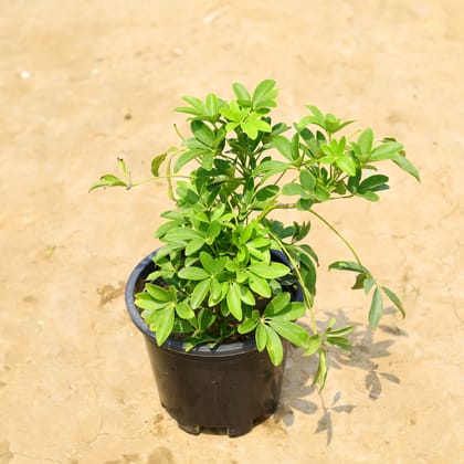 Buy Schefflera in 10 Inch Nursery Pot Online | Urvann.com