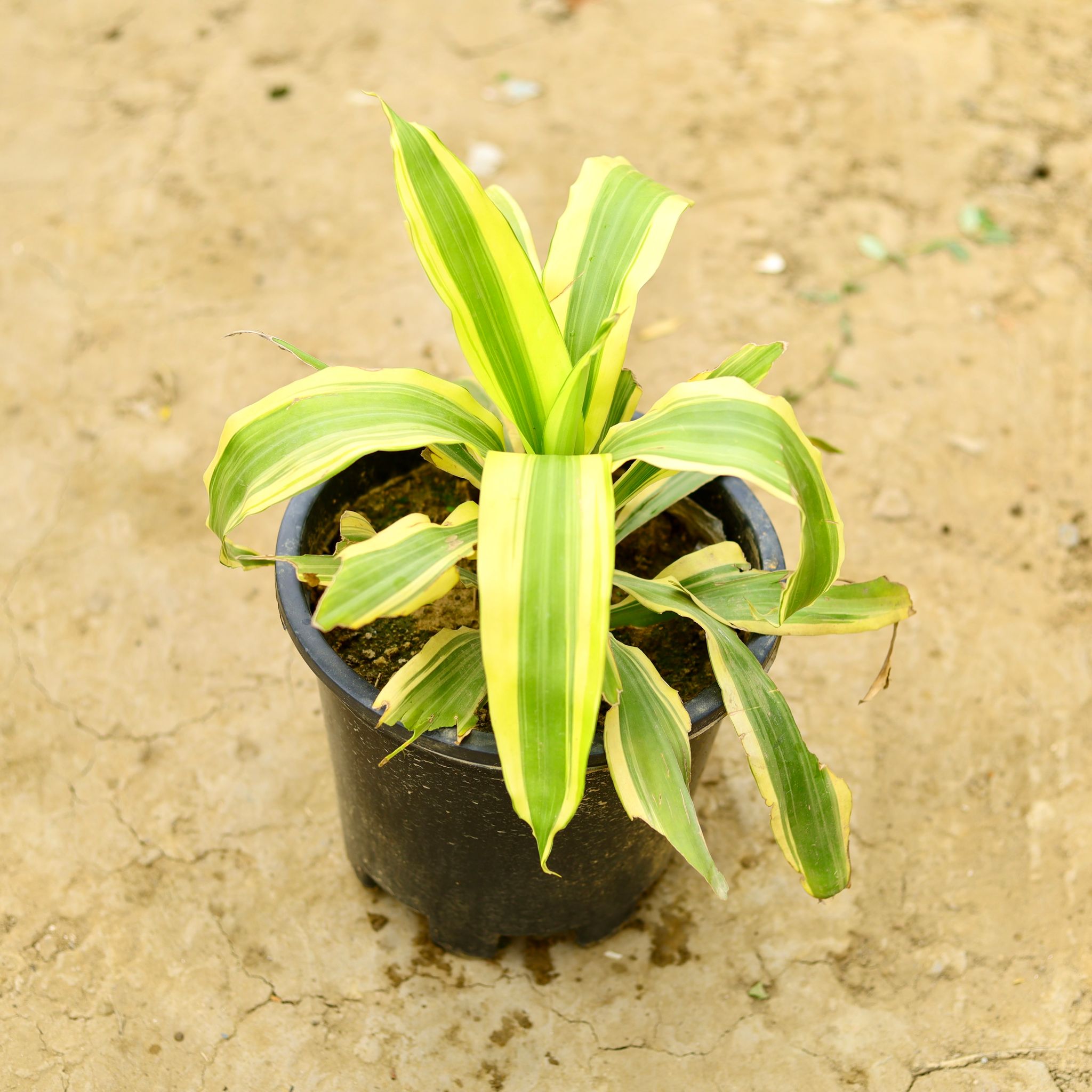 Dracaena Victoria in 10 Inch Nursery Pot
